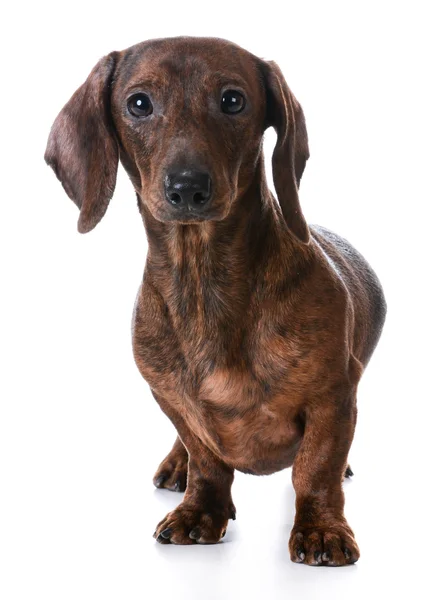 Minyatür pürüzsüz dachshund — Stok fotoğraf
