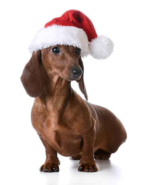 Perro de Navidad — Foto de Stock