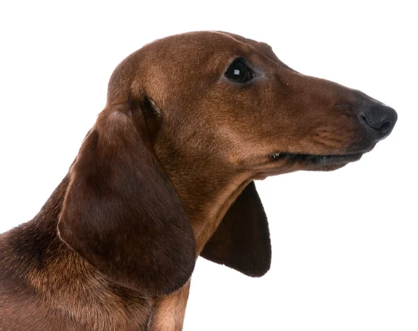 Miniature dachshund — Stock Photo, Image