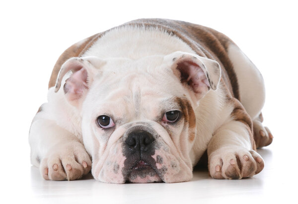 Английский бульдог
