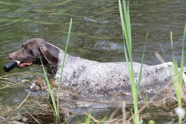 Perro nadando — Foto de Stock