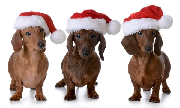 Noel köpekler — Stok fotoğraf