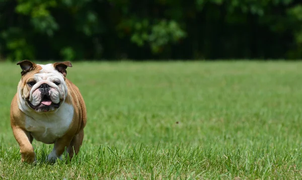 Englische Bulldogge draußen — Stockfoto