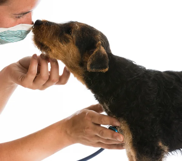 Tierärztliche Versorgung — Stockfoto