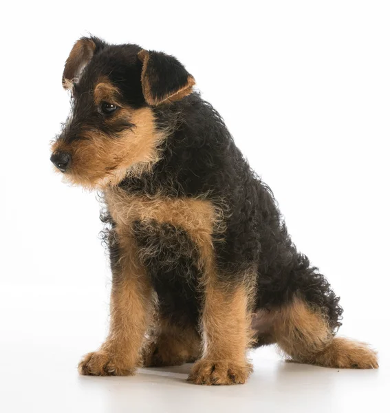 Cachorrinho bonito — Fotografia de Stock