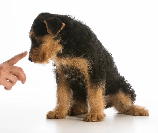 Scolding cucciolo — Foto Stock