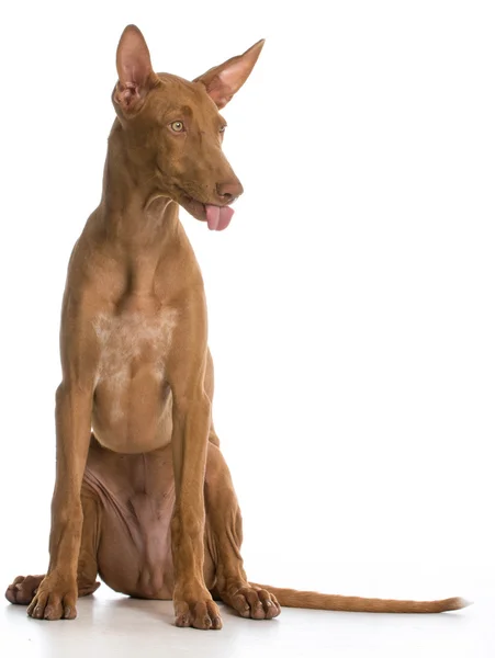 Dog with attitude — Stock Photo, Image