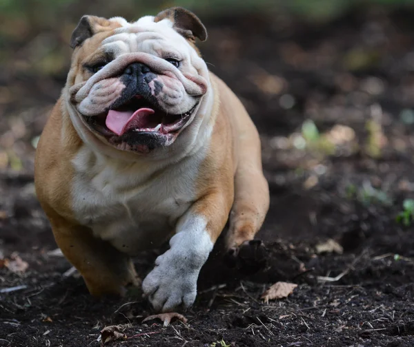 英式斗牛犬 — 图库照片