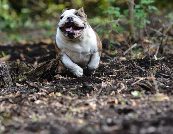 English bulldog puppy — Stock Photo, Image