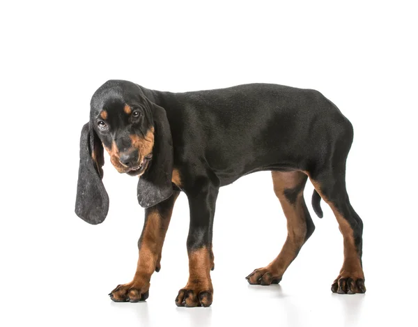 Black and tan coonhound — Stock Photo, Image