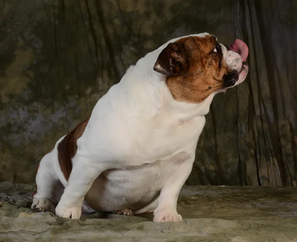 Cão furar a língua para fora — Fotografia de Stock