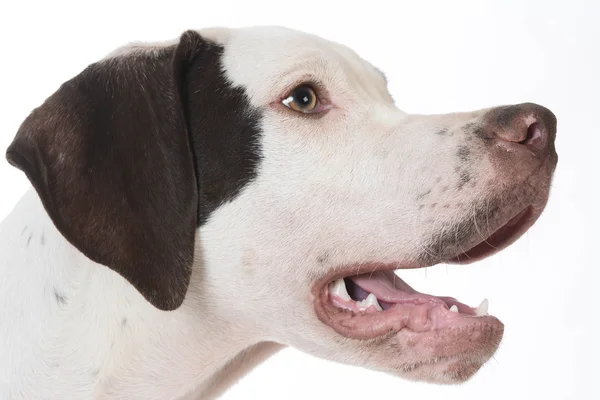 Cane che ansima — Foto Stock