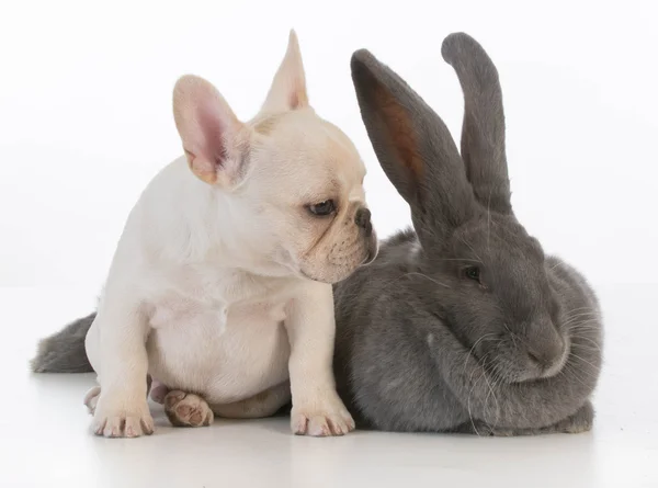 Kanin och hund — Stockfoto
