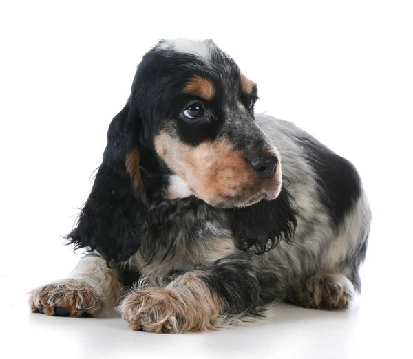 Schattig puppy — Stockfoto