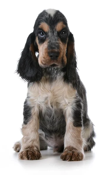 Cachorrinho bonito — Fotografia de Stock