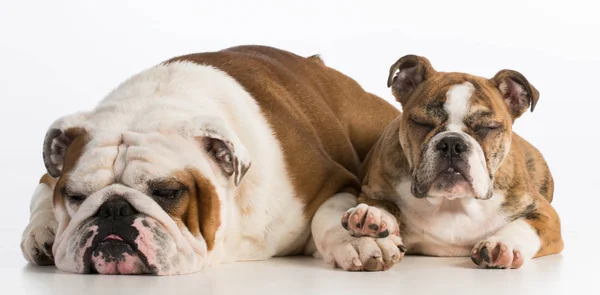 Bulldog father and daughter — Stock Photo, Image