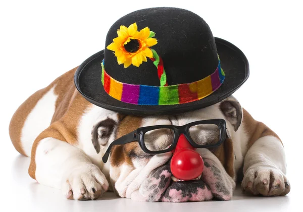 Silly dog — Stock Photo, Image