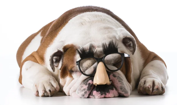 Perro usando gafas — Foto de Stock