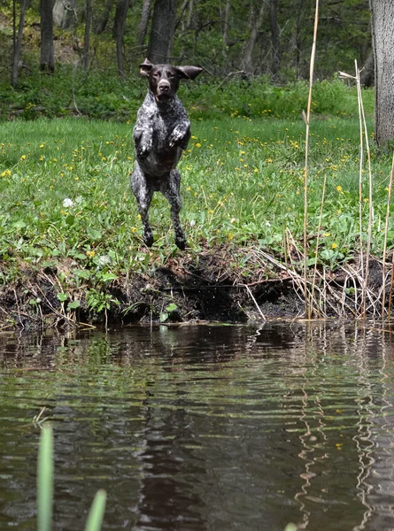 Hond springen in de rivier — Stockfoto