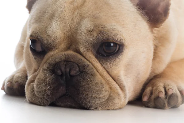 Bulldog francés —  Fotos de Stock