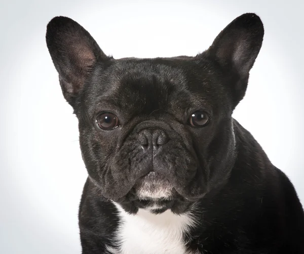 Französische Bulldogge — Stockfoto