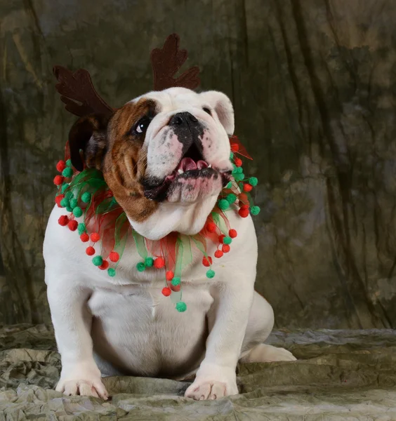 Cão Natal — Fotografia de Stock