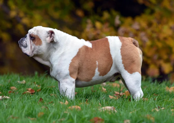 Englische Bulldogge — Stockfoto