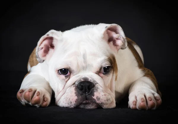 English bulldog puppy resting — Stock Photo, Image