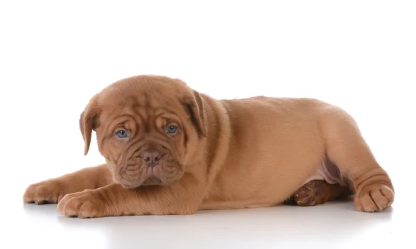 Şirin köpek. — Stok fotoğraf