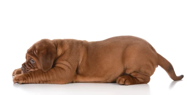 Cute puppy — Stock Photo, Image