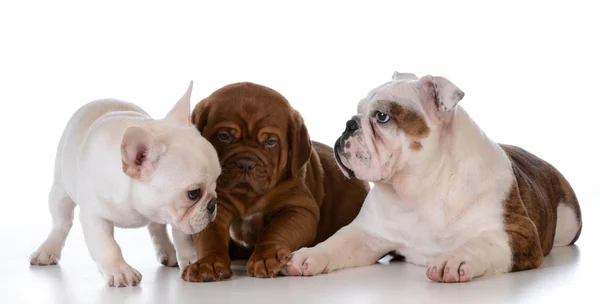 Três cachorros — Fotografia de Stock