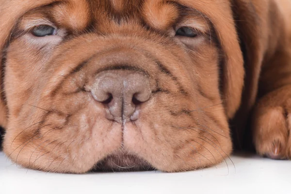 Cachorrinho bonito — Fotografia de Stock