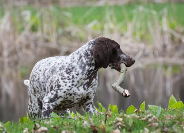 German shorthaired pointer — Stock Photo, Image