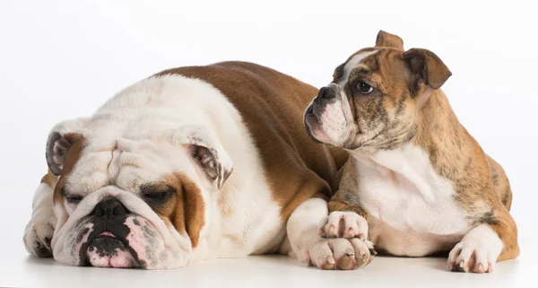 Dog father and daughter — Stock Photo, Image