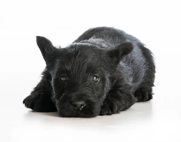 Уставший щенок — стоковое фото