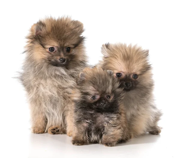 Cachorros pomeranianos —  Fotos de Stock