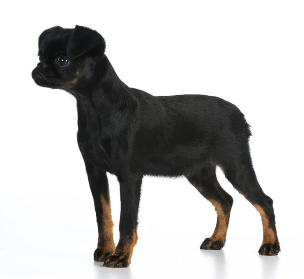 Brussels griffon puppy — Stockfoto