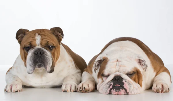 Engels bulldog zoon en vader — Stockfoto