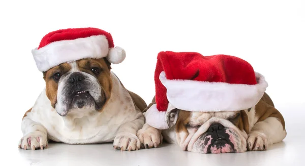 Två hund santas — Stockfoto