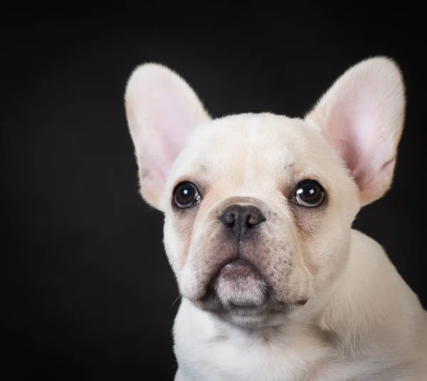 Cachorrinho de bulldog francês — Fotografia de Stock