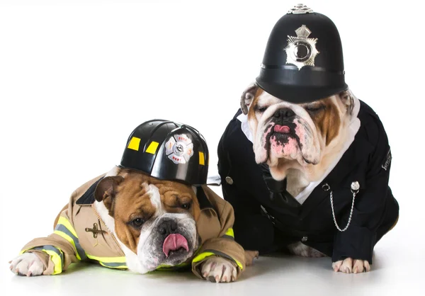 Feuerwehrhund auf Polizist losgegangen — Stockfoto