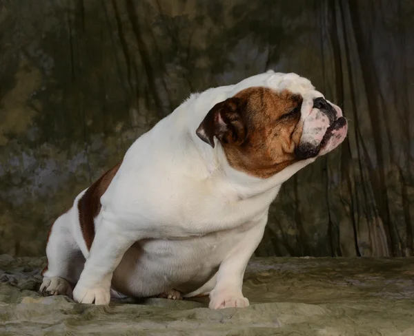 Engelska bulldogg — Stockfoto