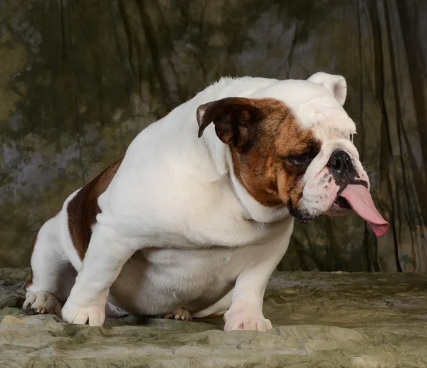 Englische Bulldogge mit Haltung — Stockfoto