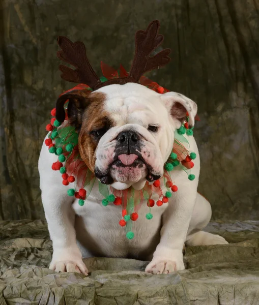 Perro de Navidad — Foto de Stock