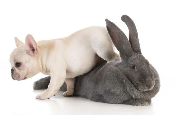 Sevimli tavşan ve köpek yavrusu — Stok fotoğraf