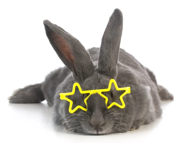 Berömda bunny — Stockfoto