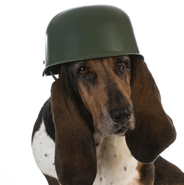 Canine soldier — Stock Photo, Image