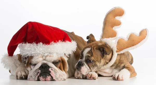 Boże Narodzenie psy — Zdjęcie stockowe