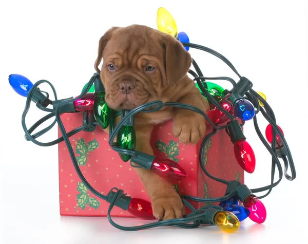 Christmas puppy — Stockfoto