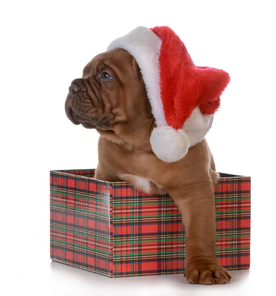 Cucciolo di Natale — Foto Stock